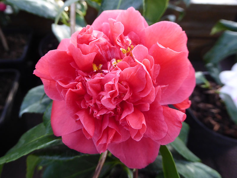 Camellia japonica 'Daphne Du Maurier'-0