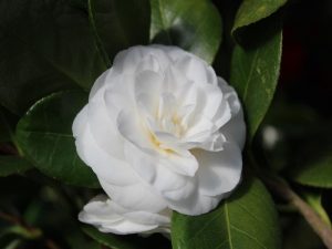 Camellia japonica 'Jovey Carlyon'-0