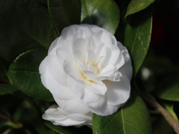 Camellia japonica 'Jovey Carlyon'-0
