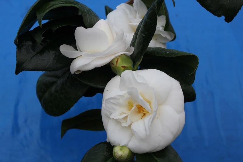 Camellia japonica 'Jovey Carlyon'-24566