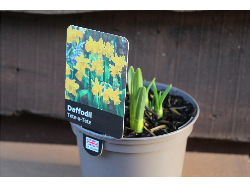Narcissus hybrid 'Tete-a-Tete'-0