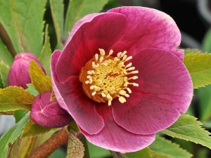 Helleborus x hybridus (Ashwood Evolution Group) Pink shades with golden nectaries-0
