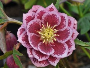 Helleborus x hybridus (Ashwood Garden Hybrids) Double pink blotched-0