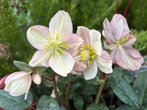 Helleborus x ballardiae HGC Maestro-0
