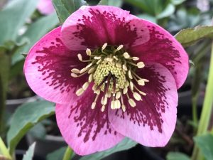 Helleborus x hybridus (Ashwood Garden Hybrids) Single pink shades blotched 5L-0