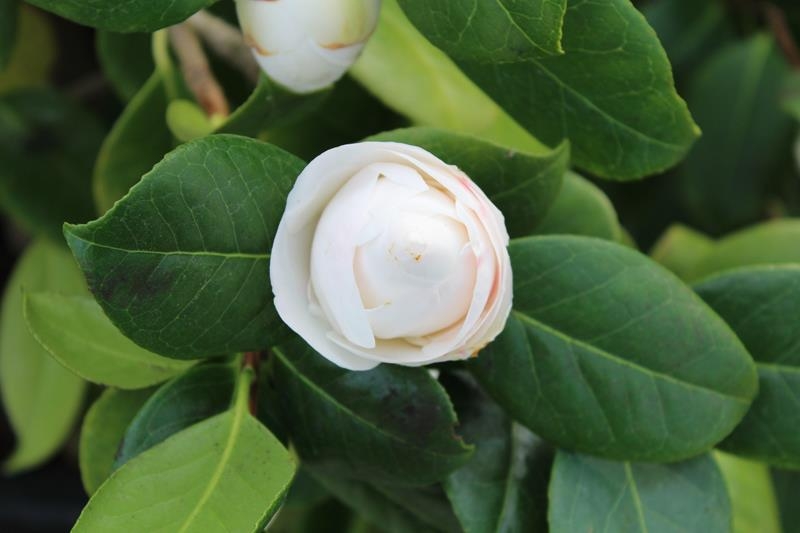 Camellia japonica 'Jovey Carlyon'-21408