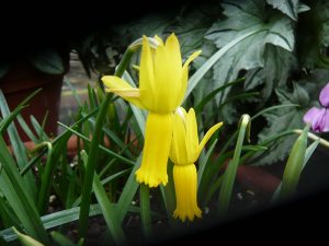 Narcissus cyclamineus-0