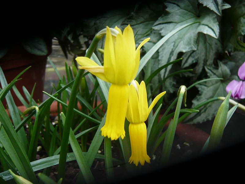 Narcissus cyclamineus-0