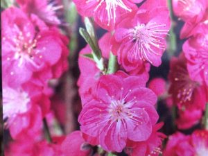 Prunus persica 'Melred'-0
