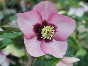 Helleborus x hybridus (Ashwood Garden Hybrids) Single pink shades dark nectaries, red flush-0