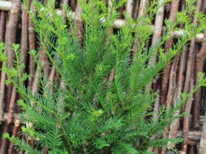 Taxus baccata-0