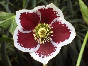 Helleborus x hybridus (Ashwood Garden Hybrids) Single white blotched-0