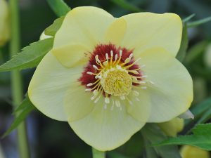 Helleborus x hybridus (Ashwood Evolution Group) Yellow, red nectaries, red flush 7.5 Pot-0