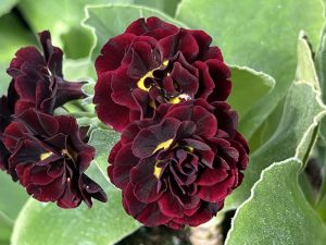 Primula auricula 'Odette'