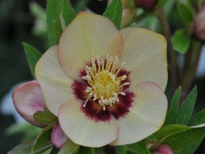 Helleborus x hybridus (Ashwood Evolution Group) Sunset shades (red nectaries, red flush) 7.5 L pot-0