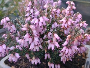 Erica erigena 'Brightness' (9cm pot)-0