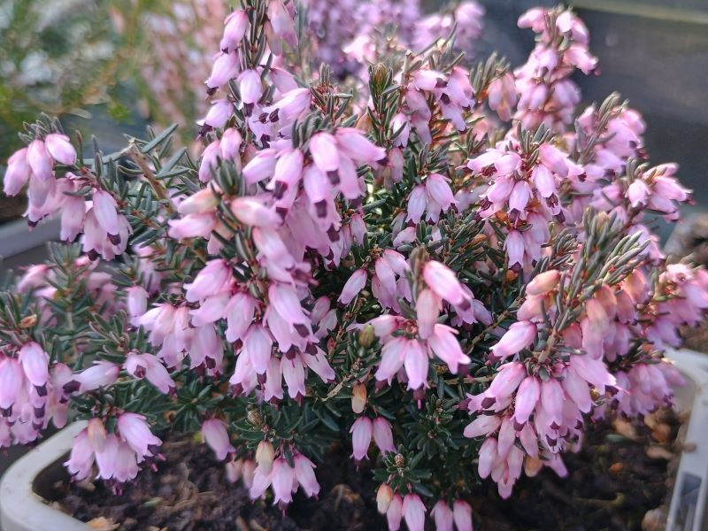 Erica erigena 'Brightness' (9cm pot)-0