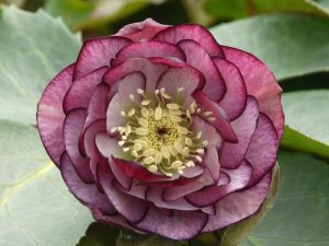 Helleborus x hybridus (Ashwood Garden Hybrids) Double bicolour shades 5L pot-0