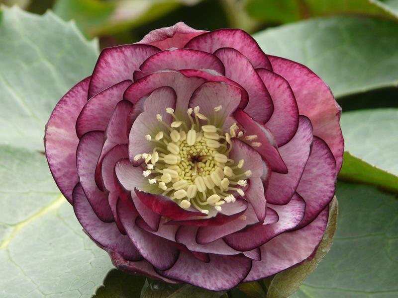 Helleborus x hybridus (Ashwood Garden Hybrids) Double bicolour shades 5L pot-0