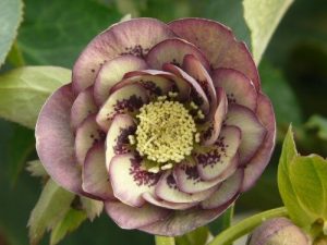 Helleborus x hybridus (Ashwood Garden Hybrids) Double spotted purple/green picotee-0