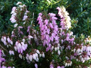Erica carnea 'December Red' (1 litre pot)-0