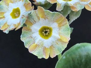 Primula auricula 'Fandango'-0