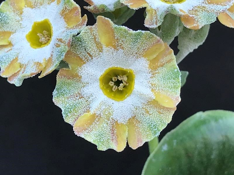 Primula auricula 'Fandango'-0