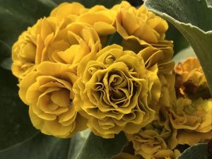 Primula auricula 'Forest Golden Harvest'-0