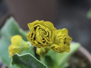 Primula auricula 'Forest Sunbeam'-0