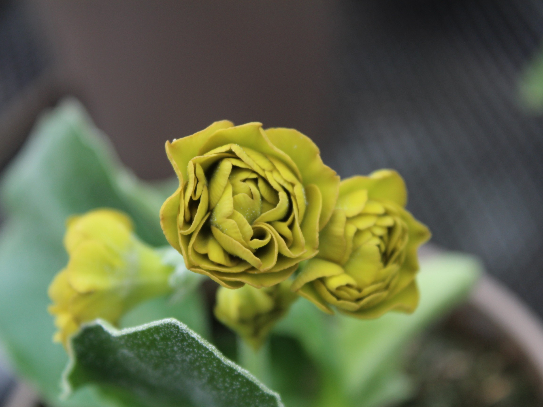 Primula auricula 'Forest Sunbeam'-0
