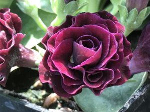 Primula auricula 'Forest Twilight'-0