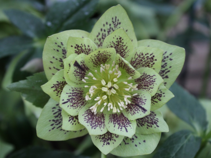 Helleborus x hybridus (Ashwood Garden Hybrids) Double green spotted 7.5L pot-0