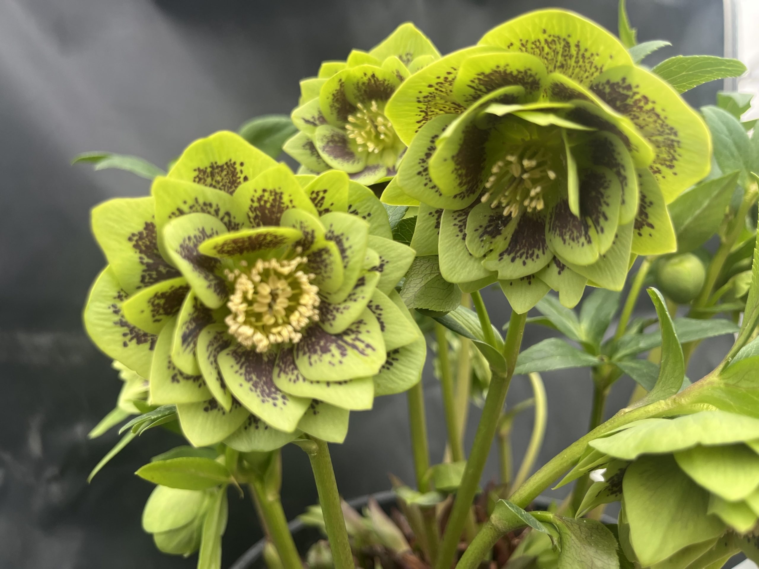 Helleborus x hybridus (Ashwood Garden Hybrids) Double Green, spotted