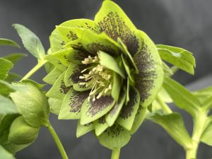 Helleborus x hybridus (Ashwood Garden Hybrids) Double Green, spotted