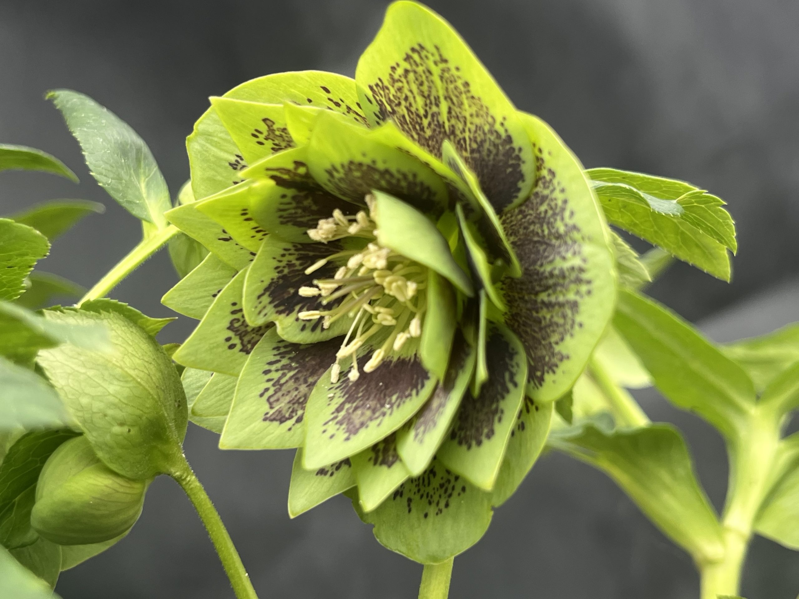 Helleborus x hybridus (Ashwood Garden Hybrids) Double Green, spotted
