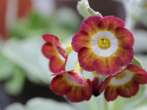 Primula auricula 'Moon Fairy'-0