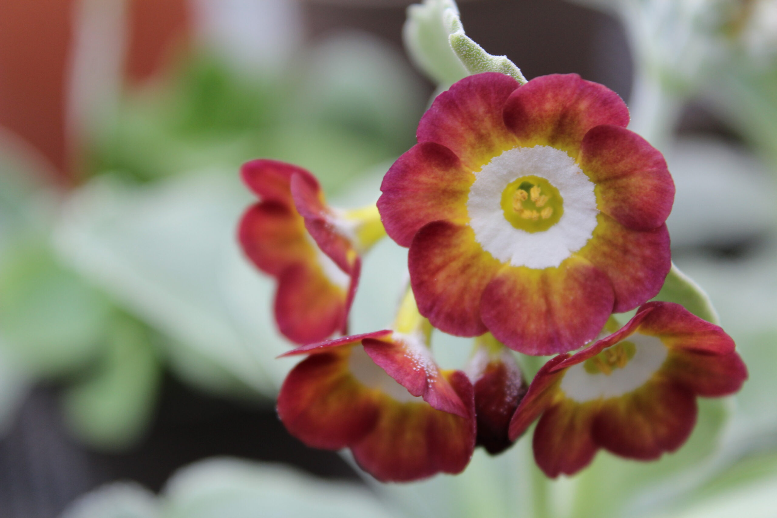 Primula auricula 'Moon Fairy'-0