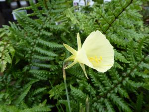 Narcissus bulbocodium var. citrinus-0