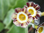 Primula auricula 'Robin Hood'-21506