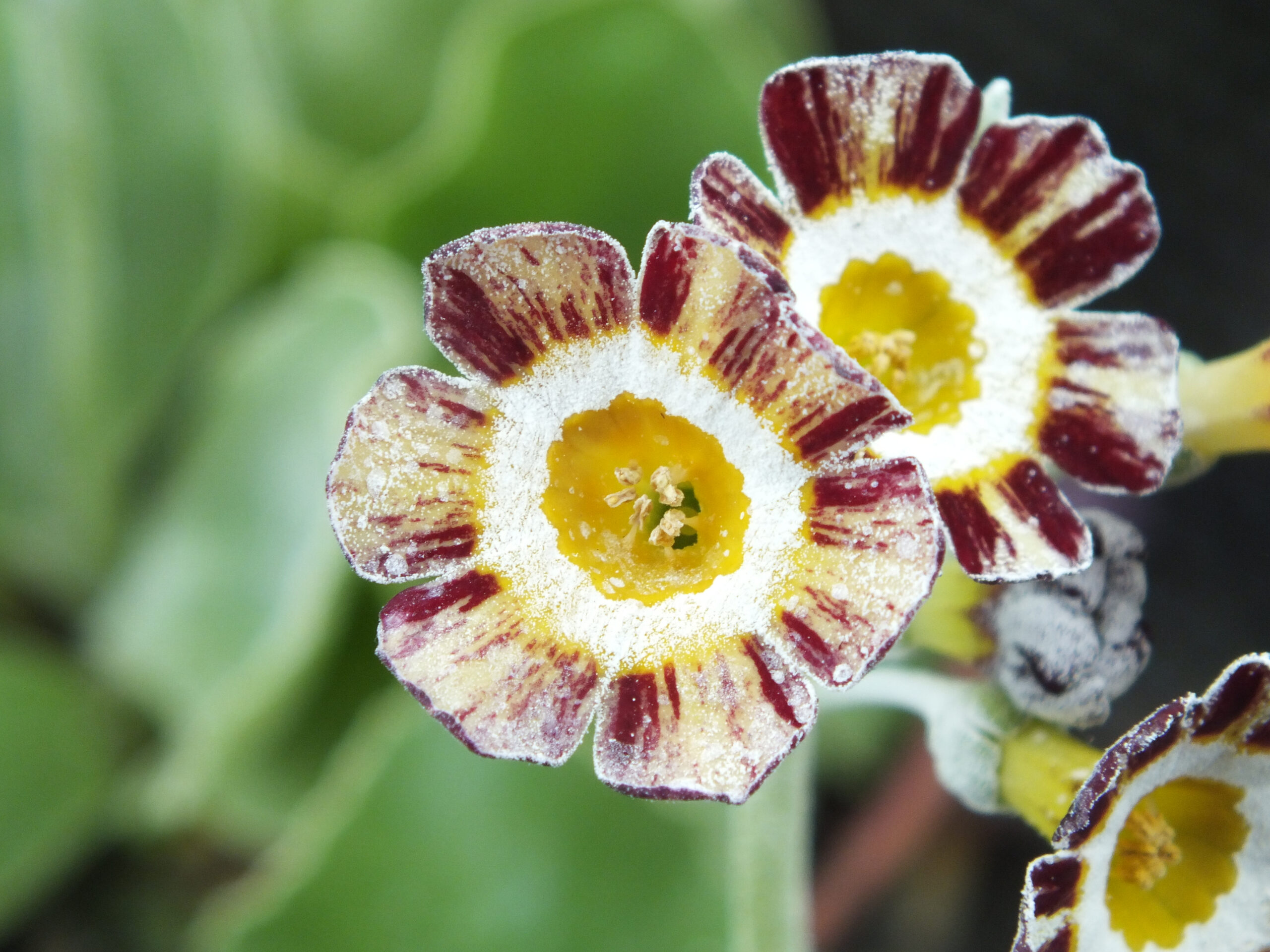 Primula auricula 'Robin Hood'-21506