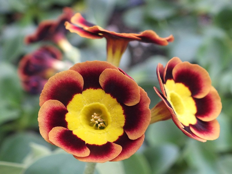 Primula auricula 'Sonny Boy'-0