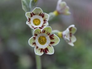 Primula auricula 'Robin Hood'-0