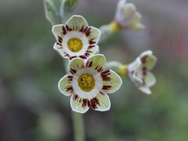 Primula auricula 'Robin Hood'-0