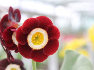 Primula auricula 'Runwell'-0