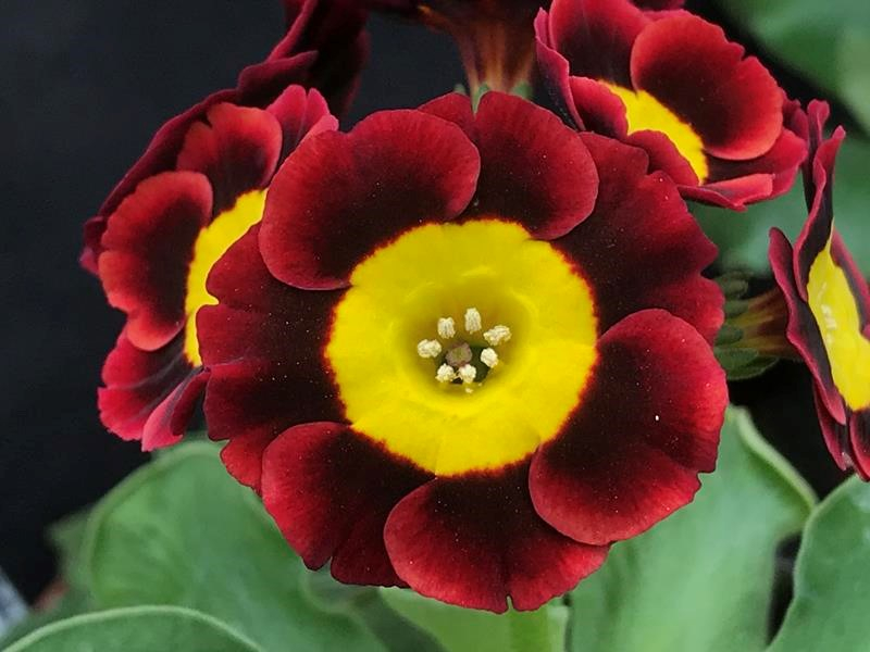 Primula auricula 'S.V.R'-0