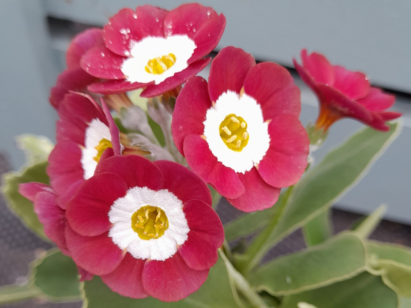 Primula auricula 'Strawberry Fields'-0