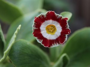 Primula auricula 'Trafalgar Square'-0