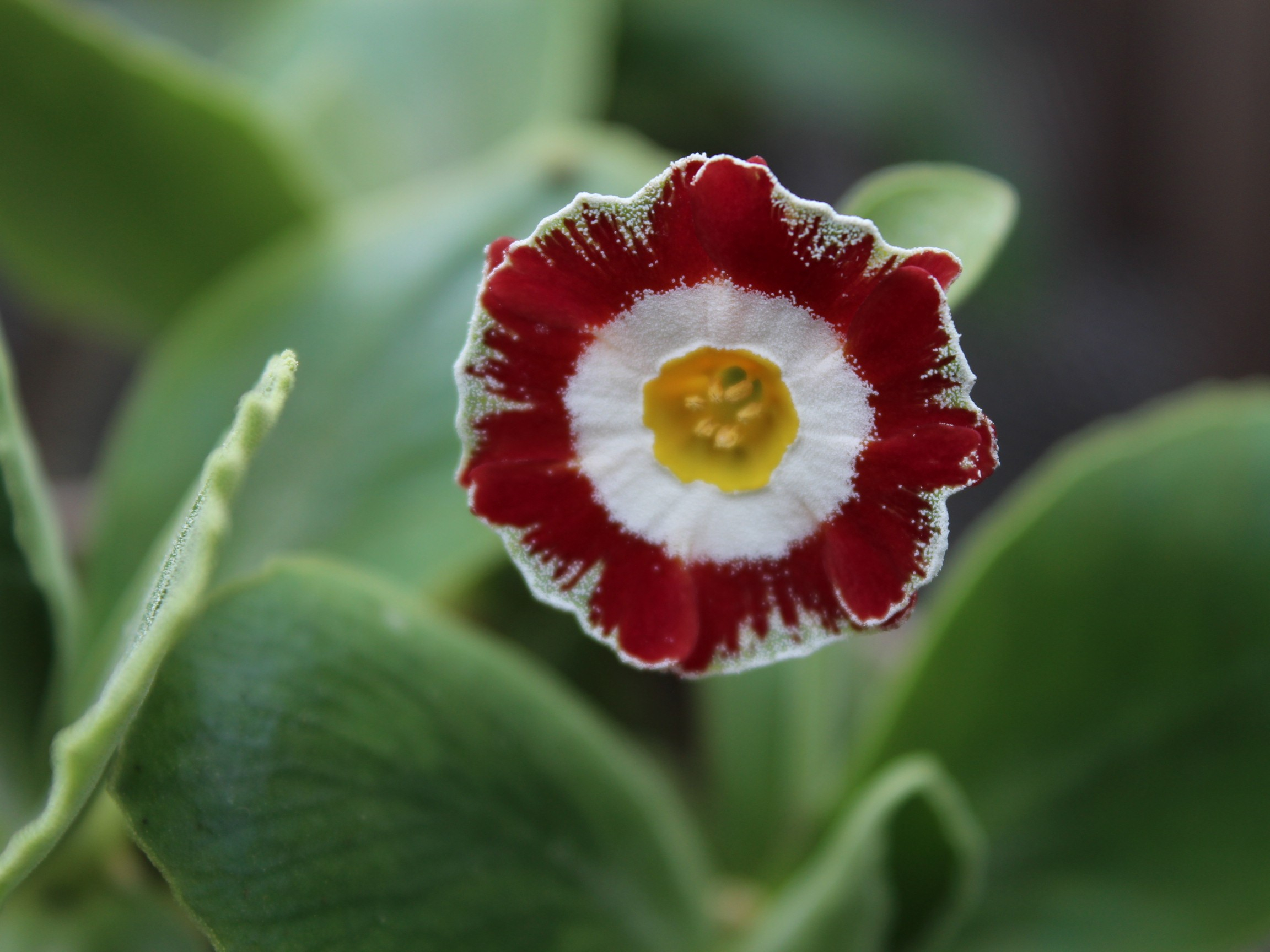 Primula auricula 'Trafalgar Square'-0