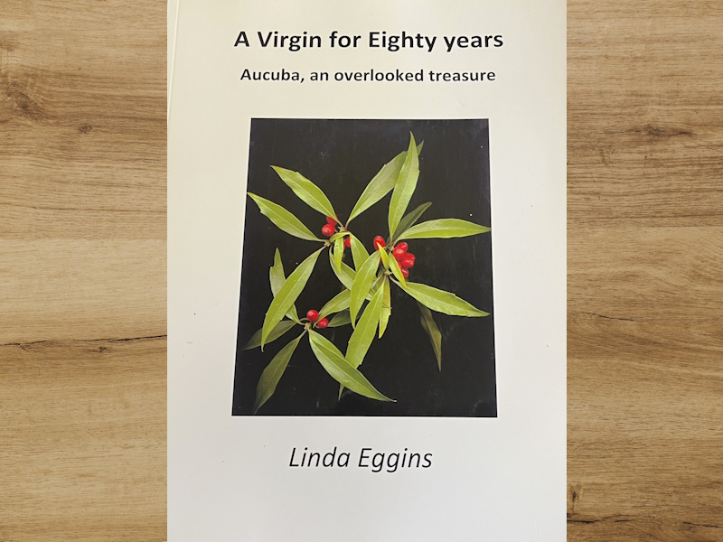 A Virgin for Eighty Years. Aucuba, an overlooked treasure. By Linda Eggins-0