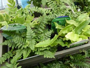 A Starter Collection of Ferns (Five plants,our selection, 9cm pots)-0